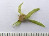 Image of taxon representative. Author is Сергей Банкетов