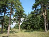 Pinus sylvestris. Взрослые растения. Пензенская обл., Каменский р-н, с. Большие Верхи, насаждения вдоль оврага. 10 августа 2016 г.