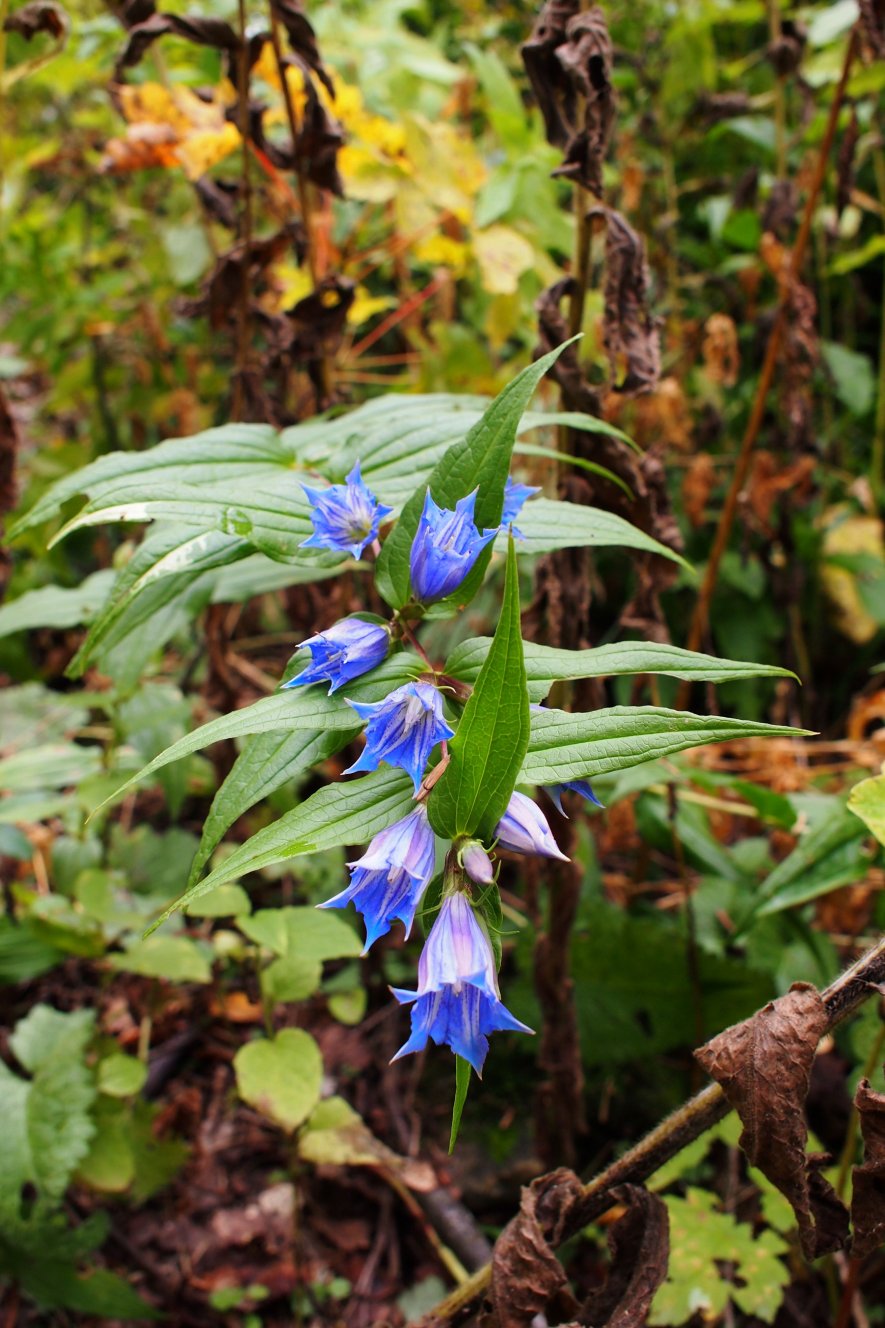 Изображение особи Gentiana schistocalyx.