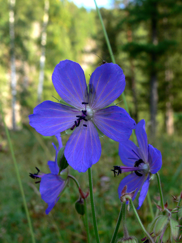 Image of Geranium pratense specimen.