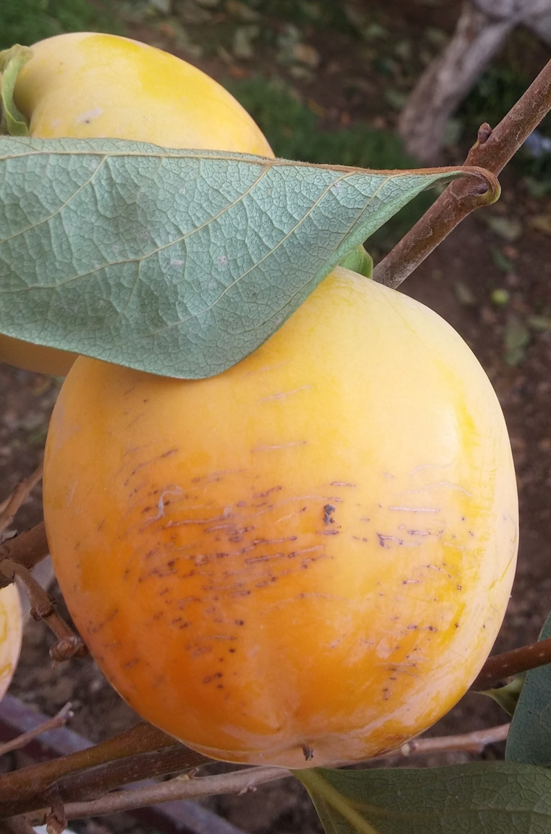 Image of Diospyros kaki specimen.