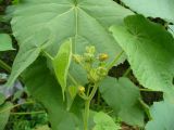 Abutilon theophrasti