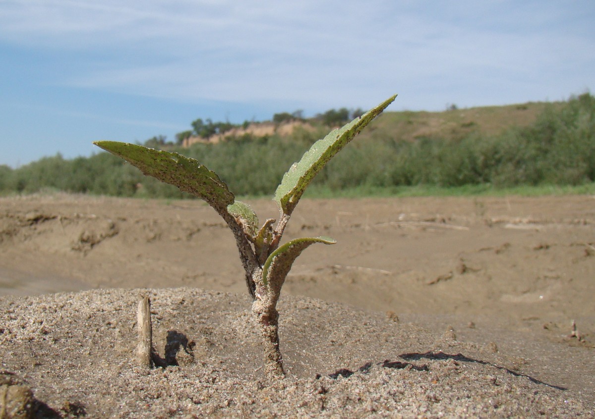 Image of Xanthium orientale specimen.