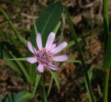 Geropogon hybridus