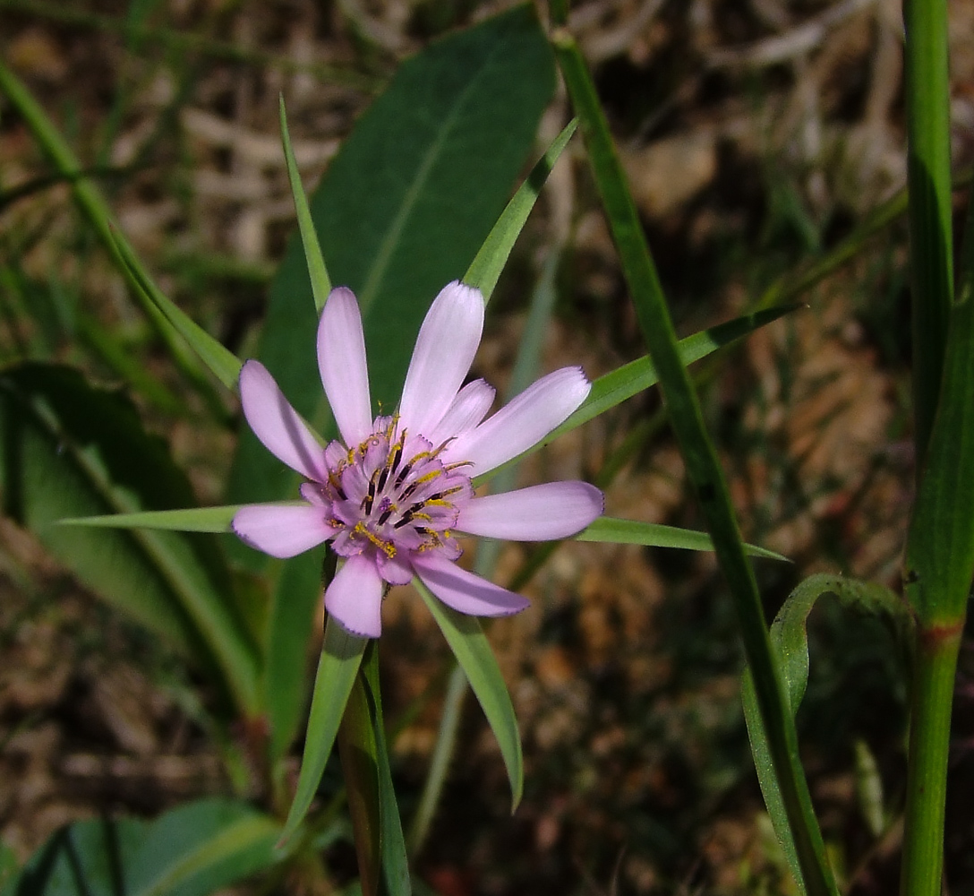 Изображение особи Geropogon hybridus.