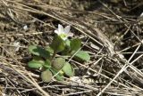 Holosteum umbellatum. Цветущее растение. Краснодарский край, Кущёвский р-н, станица Шкуринская, сухой склон над рекой Ея. 04.04.2012.