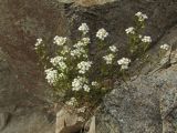 Draba ussuriensis. Цветущее и плодоносящее растение. Магаданская обл., окр. Магадана, побережье бухты Нагаева, на скале. 16.06.2016.