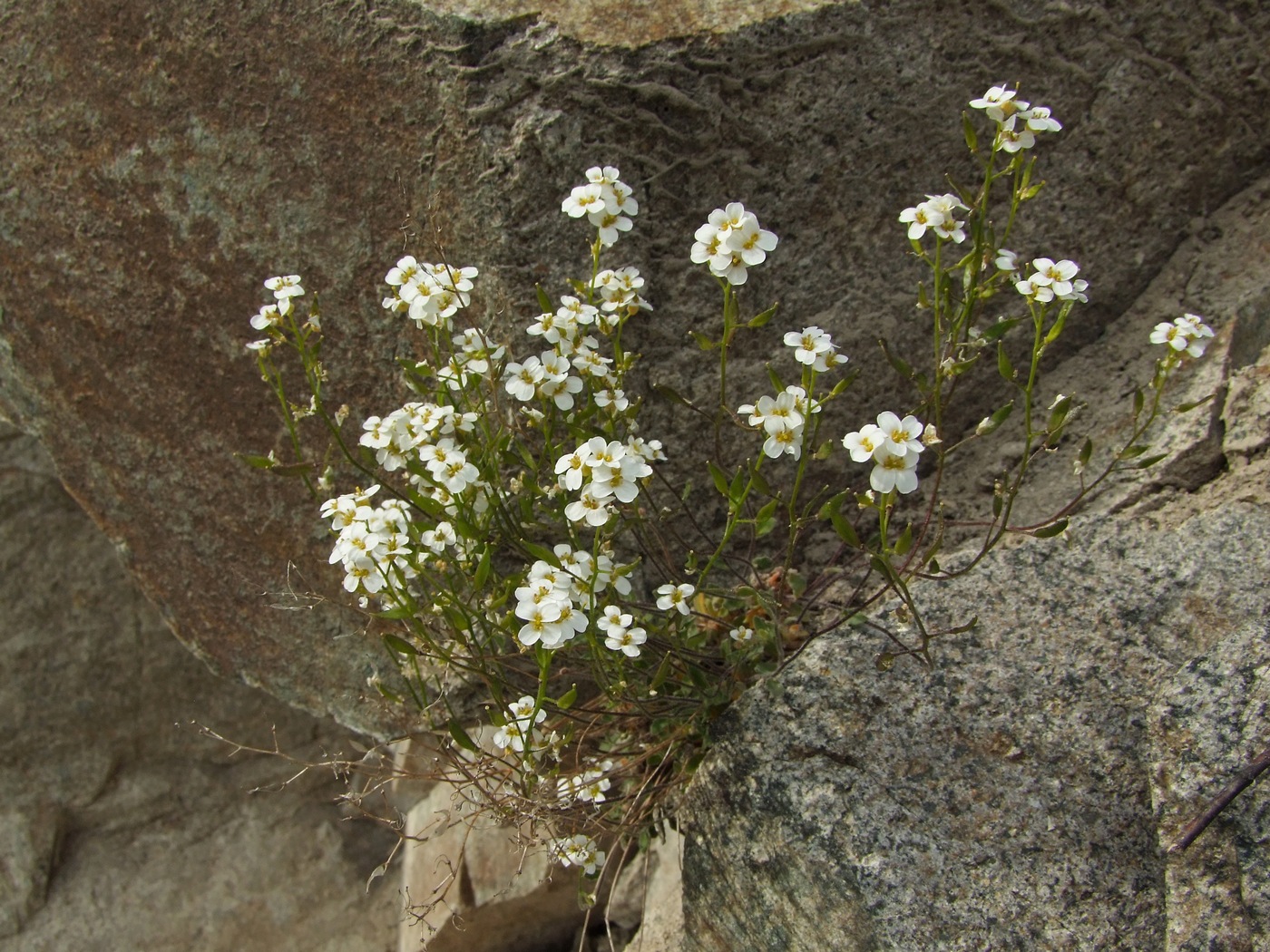 Изображение особи Draba ussuriensis.