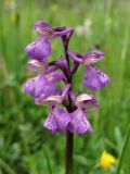 Anacamptis morio