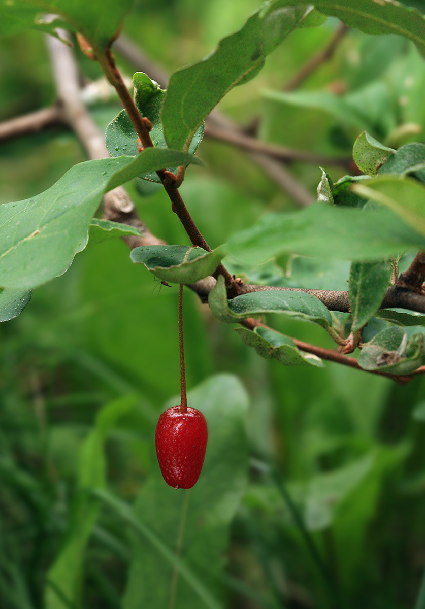 Image of Elaeagnus multiflora specimen.