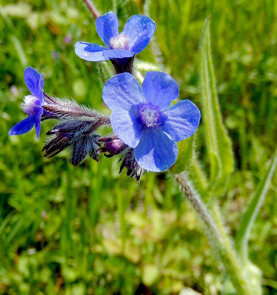 Image of Anchusa azurea specimen.