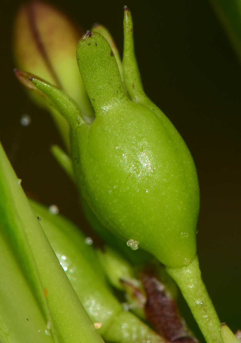 Image of Scaevola taccada specimen.