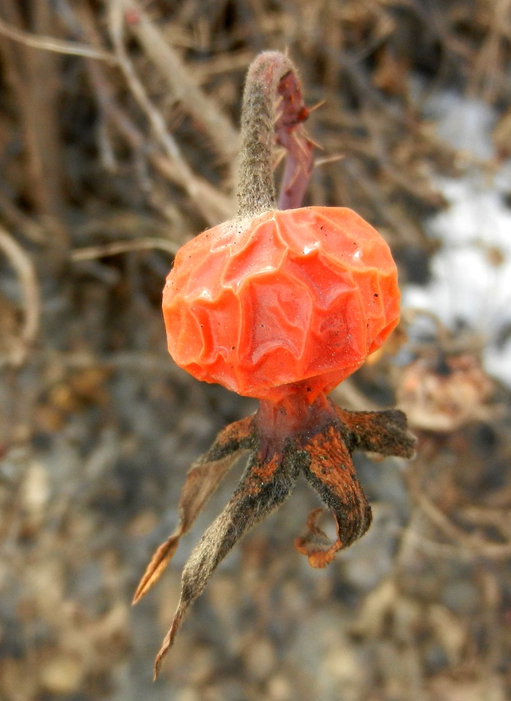 Image of Rosa rugosa specimen.