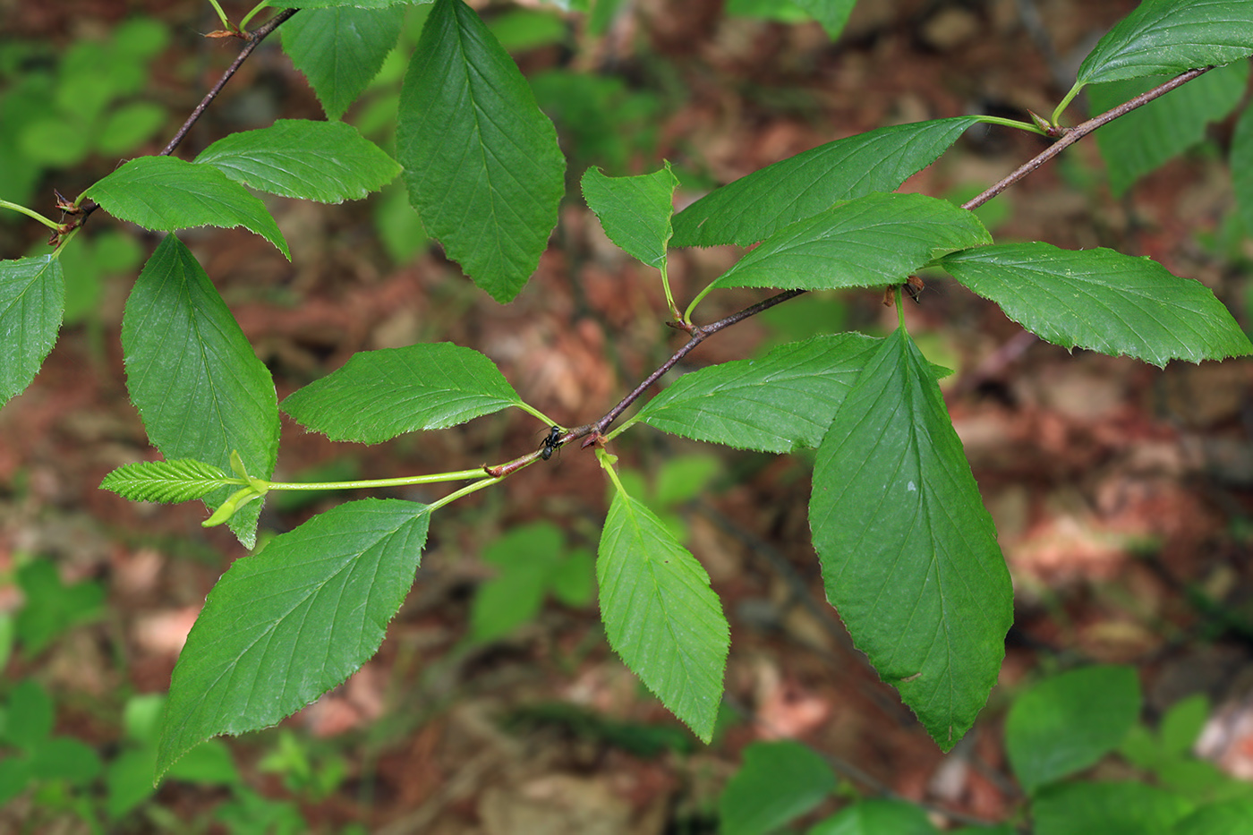 Изображение особи Betula dauurica.