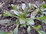 Ajuga reptans