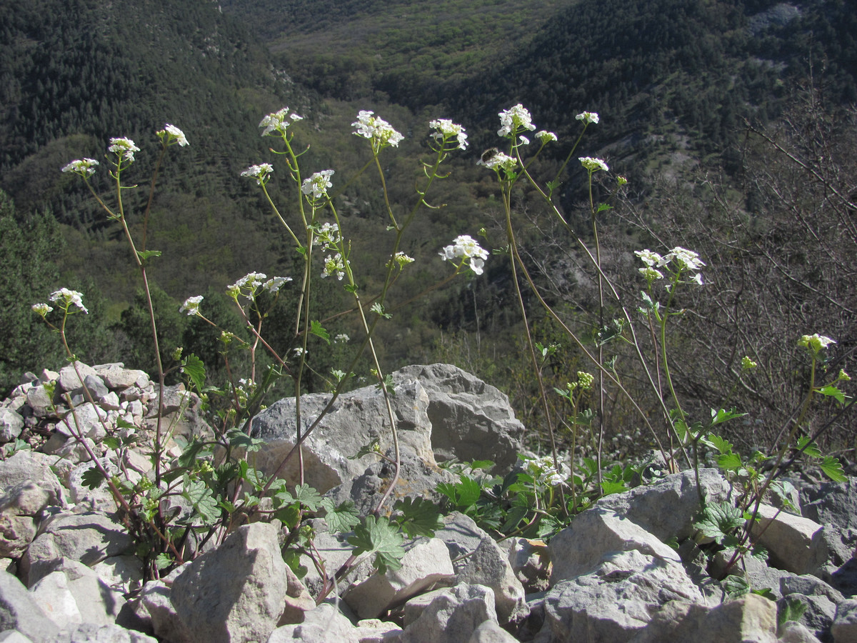 Image of Sobolewskia sibirica specimen.