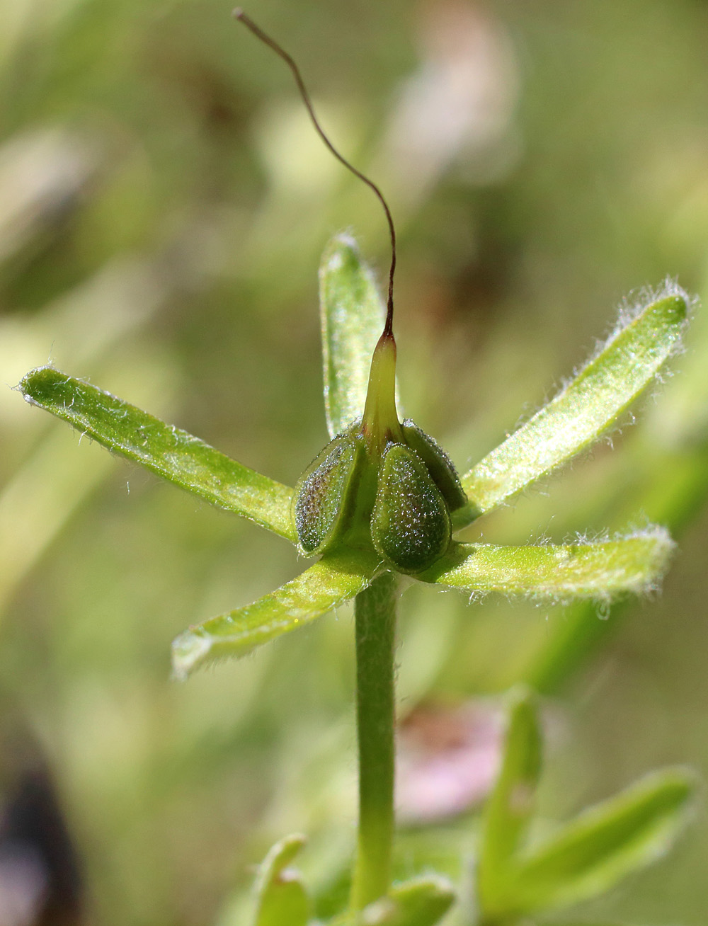 Изображение особи Trachelanthus korolkowii.
