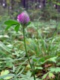 Trifolium pratense