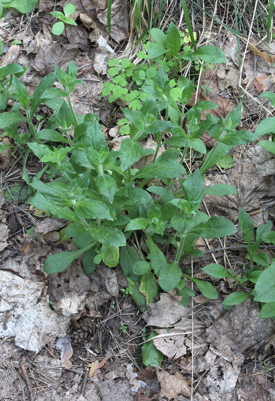 Image of Melandrium dioicum specimen.