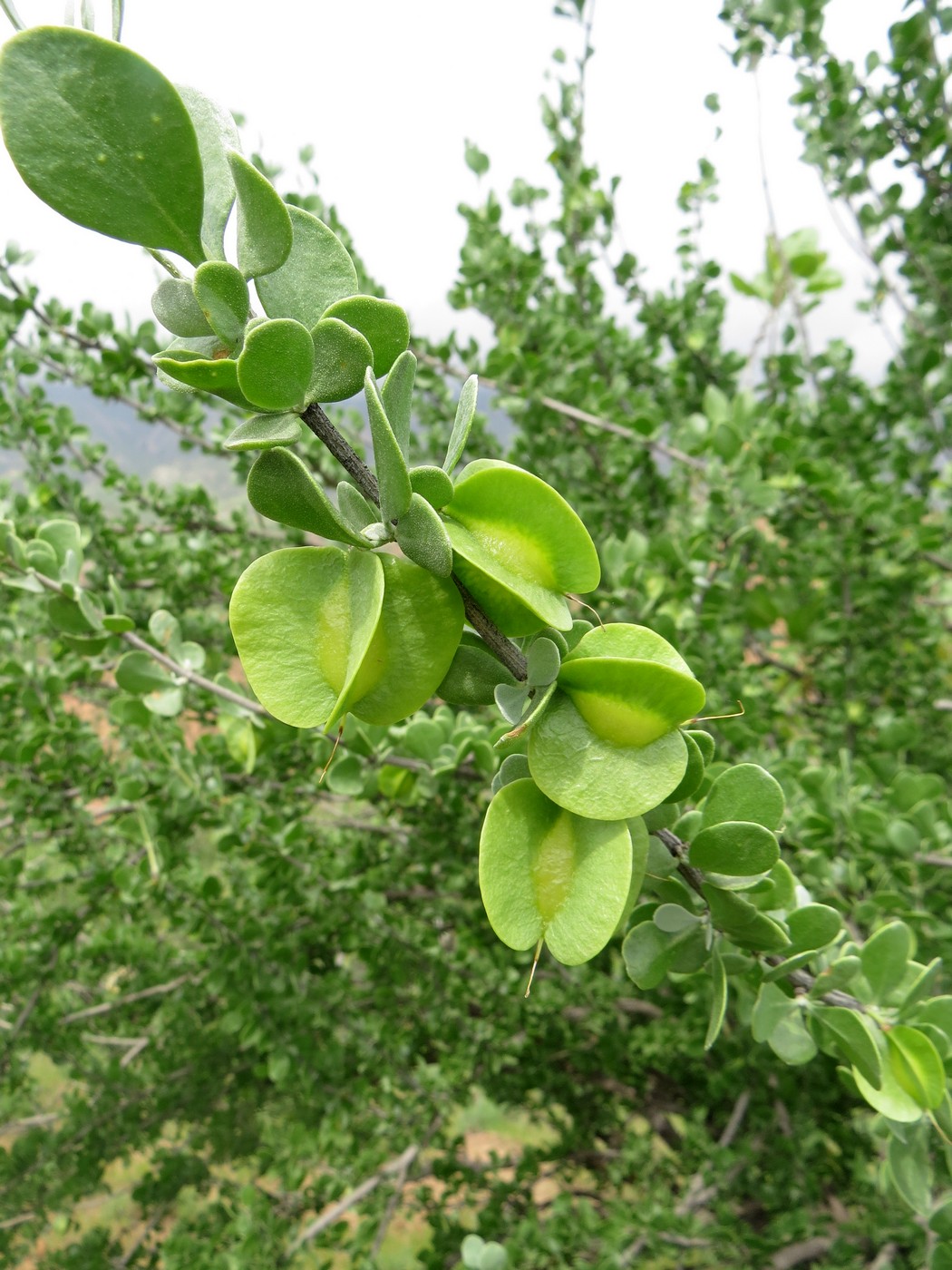 Image of Zygophyllum gontscharovii specimen.