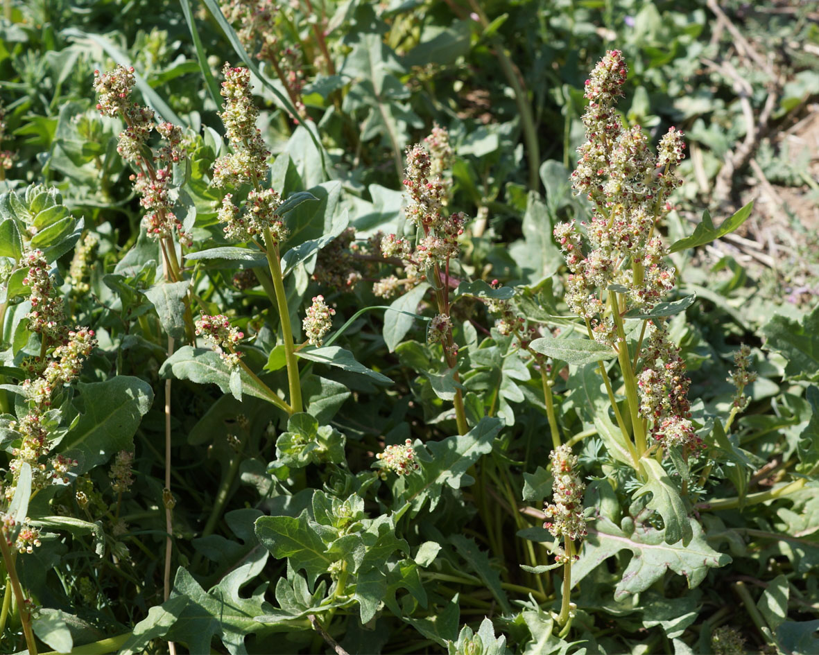 Image of Rumex tuberosus ssp. horizontalis specimen.