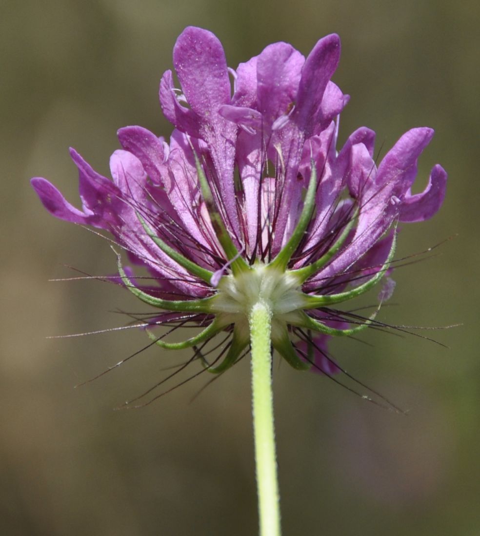 Image of Scabiosa tenuis specimen.