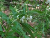 Achillea biserrata. Часть побега с галлами. Краснодарский край, Абинский р-н, окр. пос. Новый, широколиственный лес. 13.06.2017.