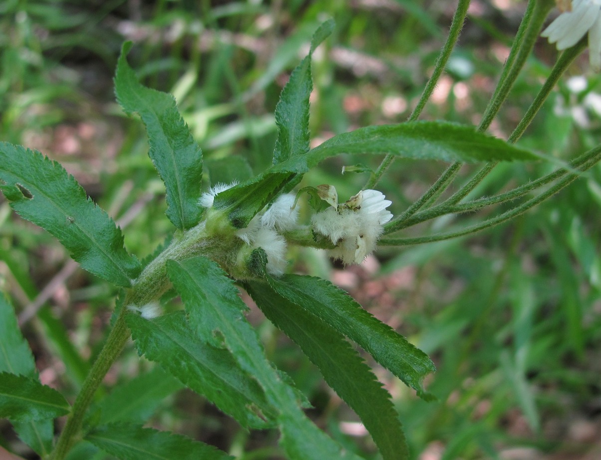 Image of Achillea biserrata specimen.