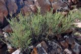 Caragana pygmaea. Цветущее растение. Монголия, аймак Завхан, окр. пос. Сантмаргац, ≈ 1700 м н.у.м., на скале. 10.06.2017.