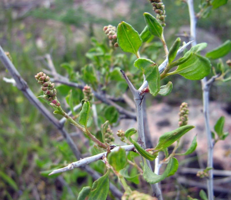 Image of Atraphaxis pyrifolia specimen.