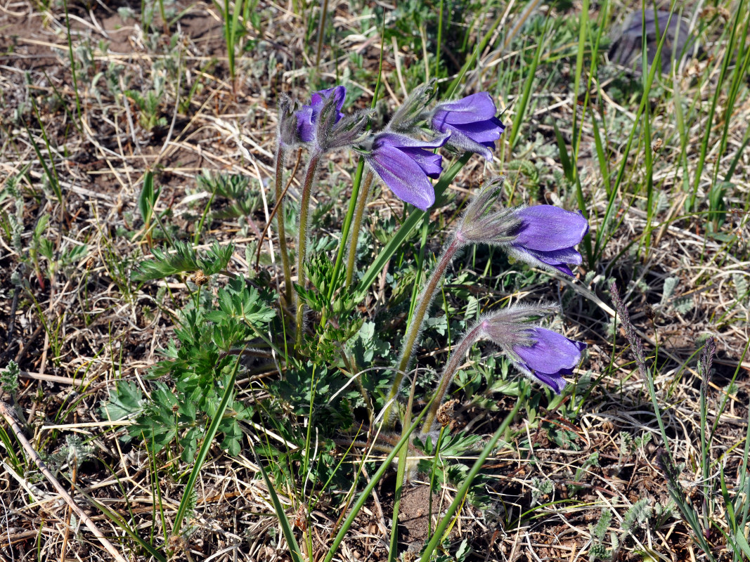 Изображение особи Pulsatilla regeliana.