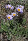 Aster serpentimontanus