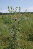 Cirsium serrulatum