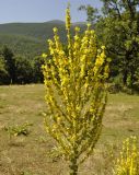 Verbascum speciosum