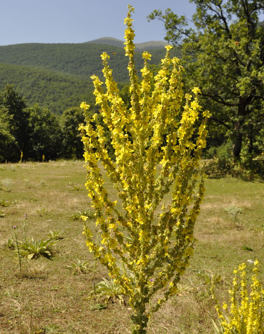 Image of Verbascum speciosum specimen.