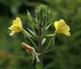 Oenothera rubricaulis. Верхушка побега с цветками и бутонами. Московская обл., Раменский р-н, окр. дер. Хрипань, садовый участок. 07.08.2017.