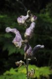 Aconitum septentrionale. Верхушка соцветия. Новосибирская обл., г. Новосибирск, Академгородок, берёзово-сосняк орляковый. 6 августа 2017 г.