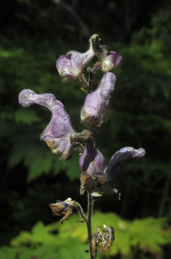 Изображение особи Aconitum septentrionale.