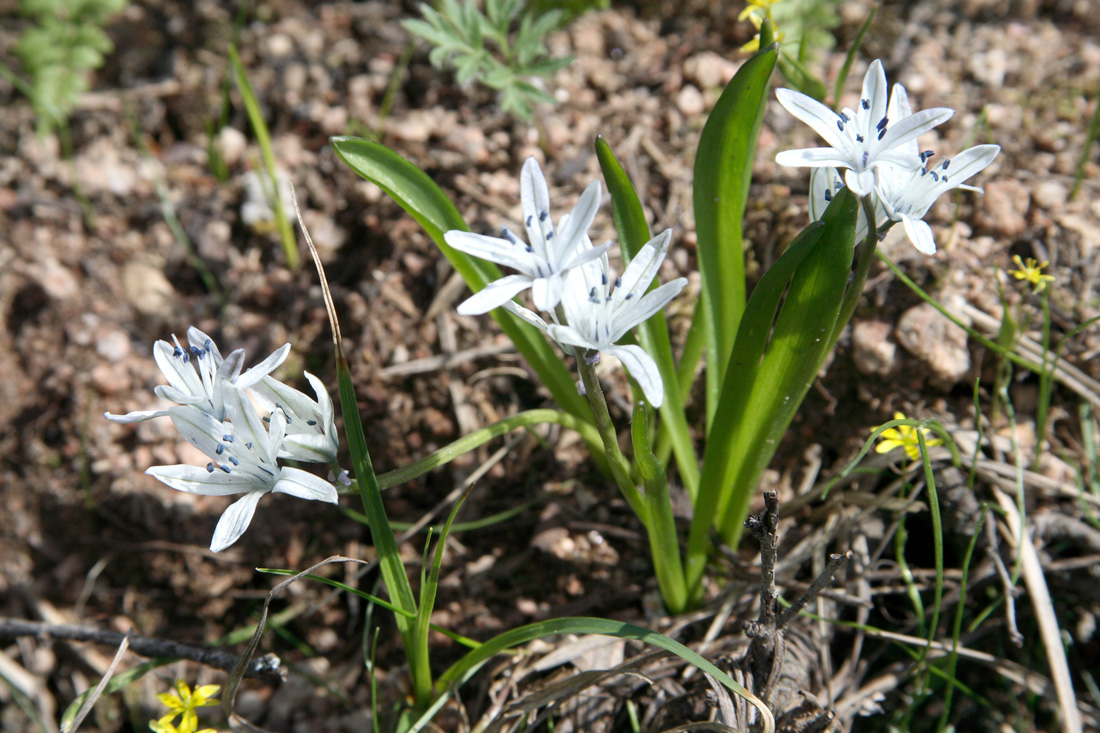 Изображение особи Scilla puschkinioides.