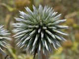 Echinops spinosissimus ssp. bithynicus