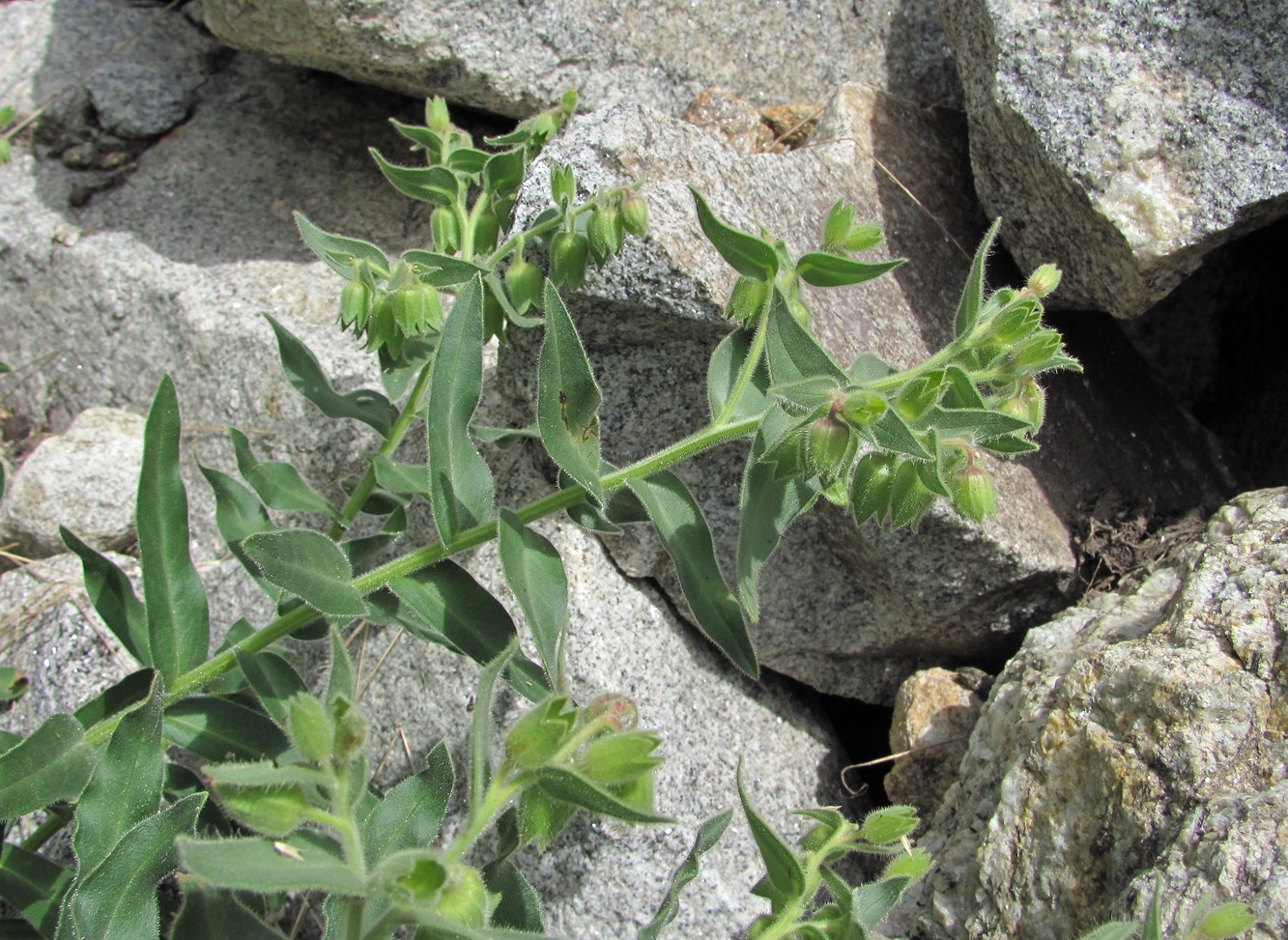 Image of Nonea intermedia specimen.