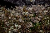 Cladonia stygia