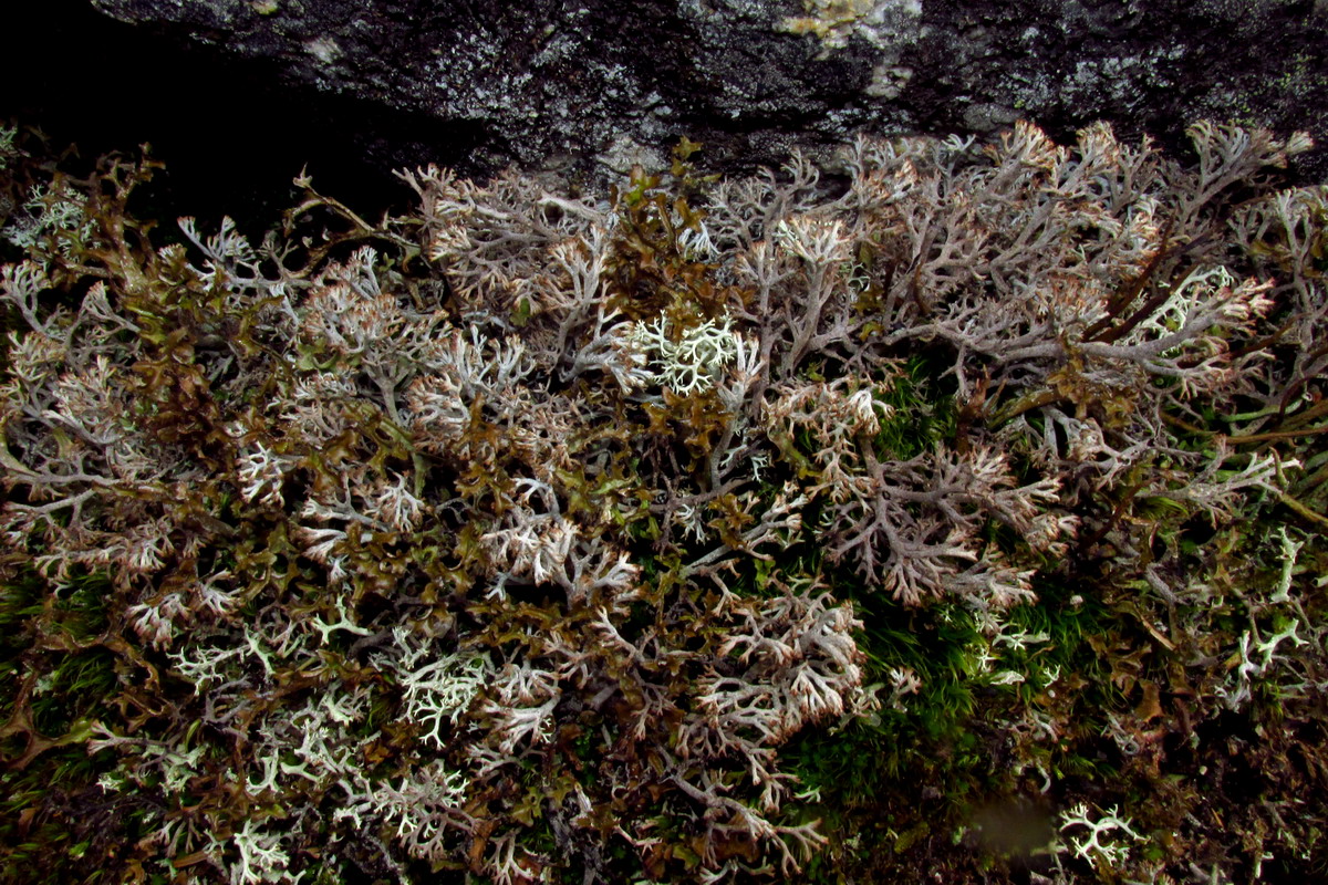 Image of Cladonia stygia specimen.