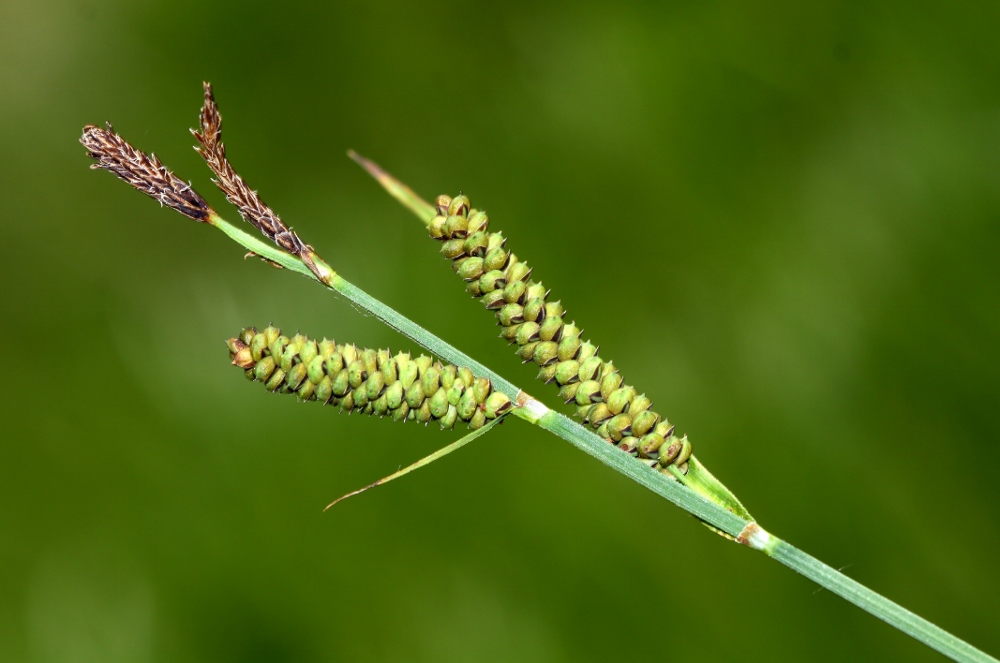 Image of Carex schmidtii specimen.