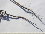 Xeranthemum annuum