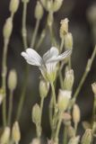 genus Cerastium