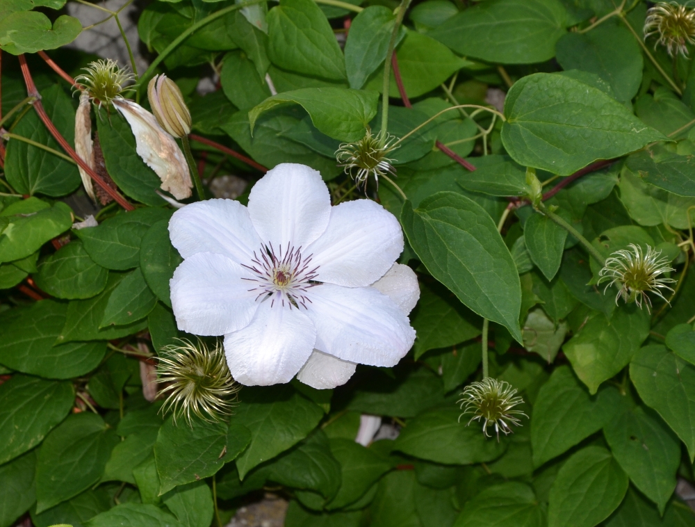 Image of genus Clematis specimen.