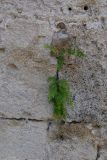 Adiantum capillus-veneris. Растения в щели между камнями стены. Греция, о. Родос. Июль 2017 г.