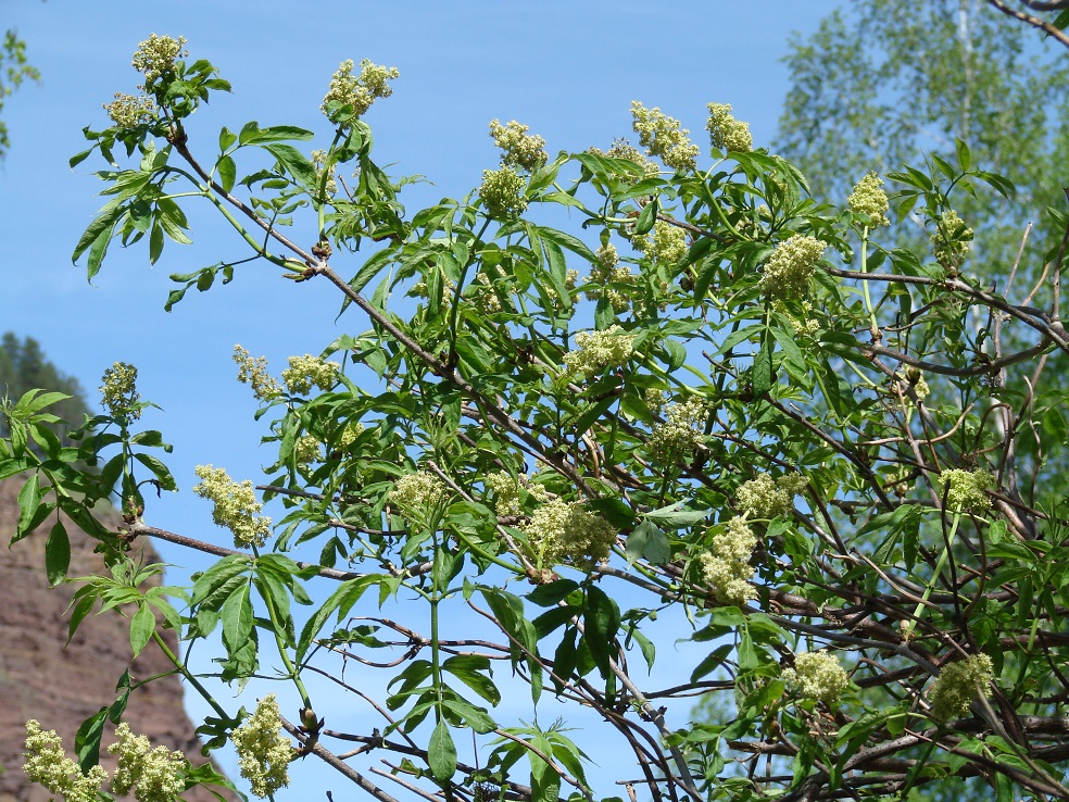 Image of Sambucus sibirica specimen.