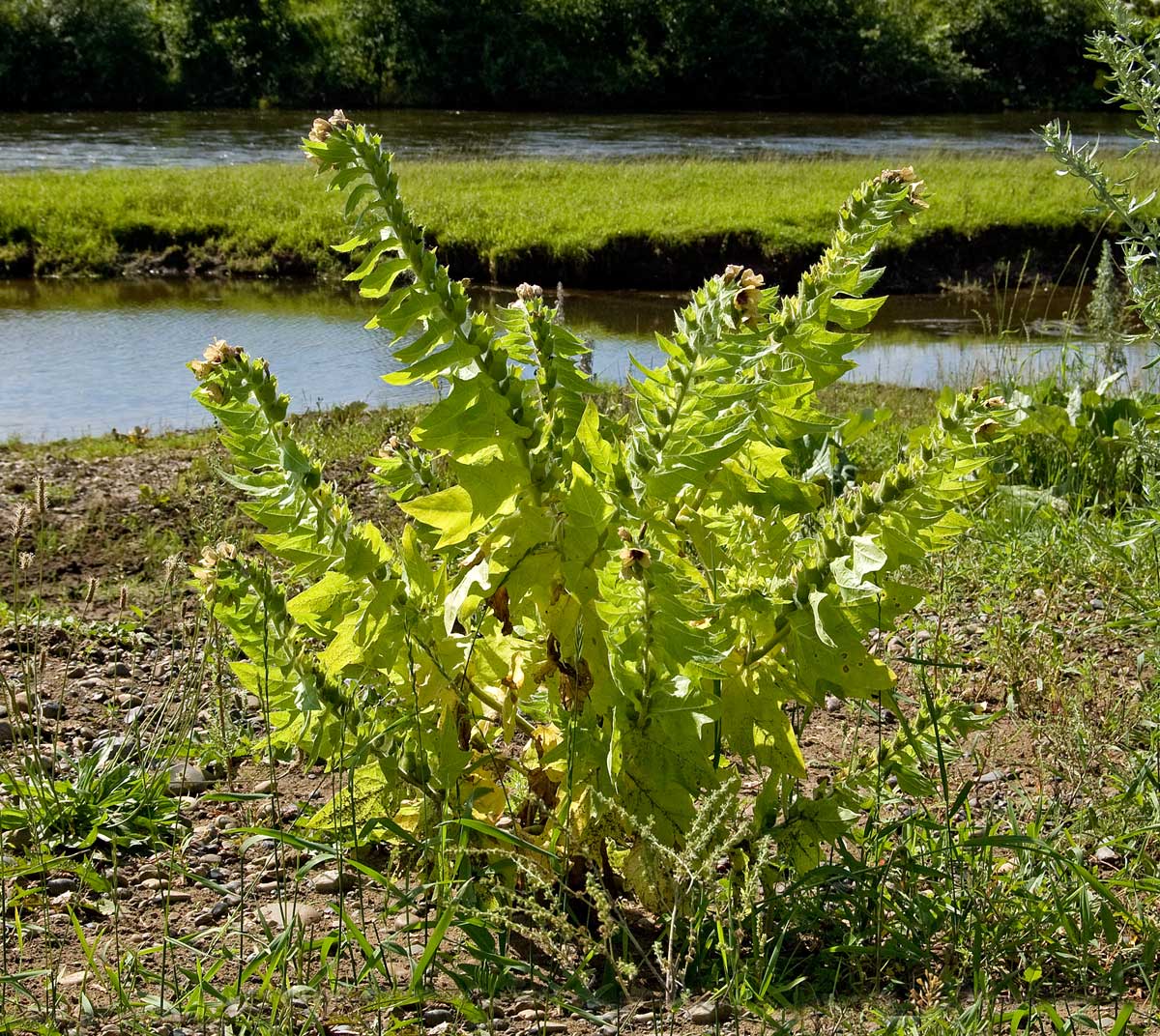 Изображение особи Hyoscyamus niger.